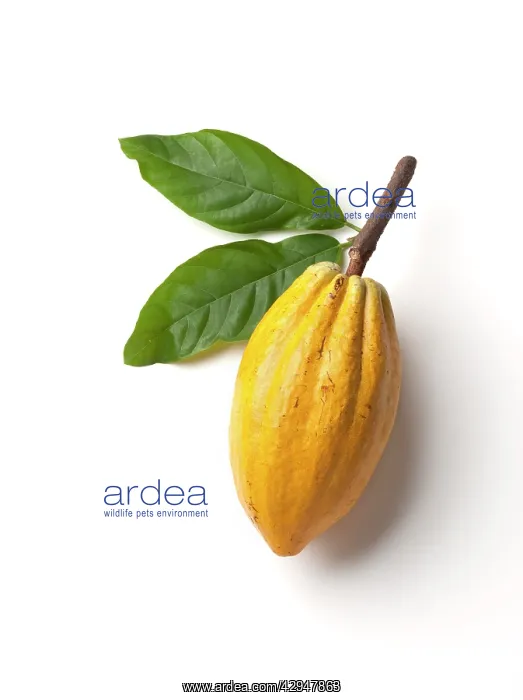: Cocoabean, Theobroma cacao : Cocoabean, Theobroma cacao