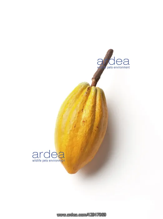 : Cocoabean, Theobroma cacao : Cocoabean, Theobroma cacao