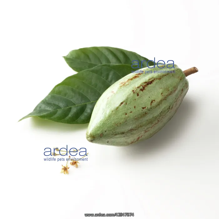 : Cocoabean, Theobroma cacao : Cocoabean, Theobroma cacao