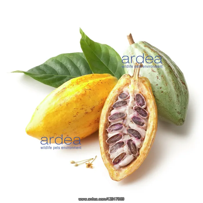 : Cocoabean, Theobroma cacao : Cocoabean, Theobroma cacao
