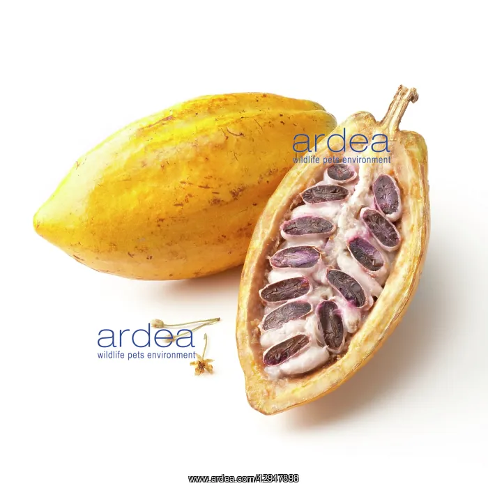 : Cocoabean, Theobroma cacao : Cocoabean, Theobroma cacao