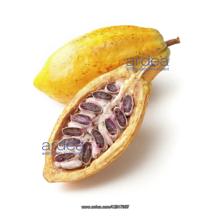 : Cocoabean, Theobroma cacao : Cocoabean, Theobroma cacao