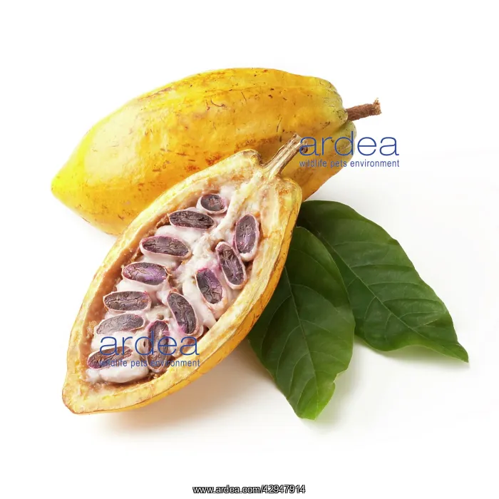 : Cocoabean, Theobroma cacao : Cocoabean, Theobroma cacao