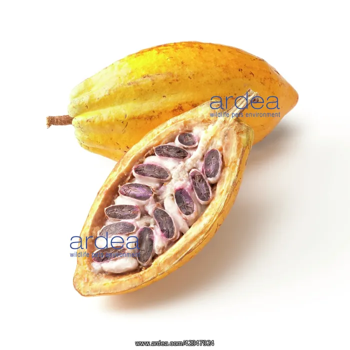 : Cocoabean, Theobroma cacao : Cocoabean, Theobroma cacao