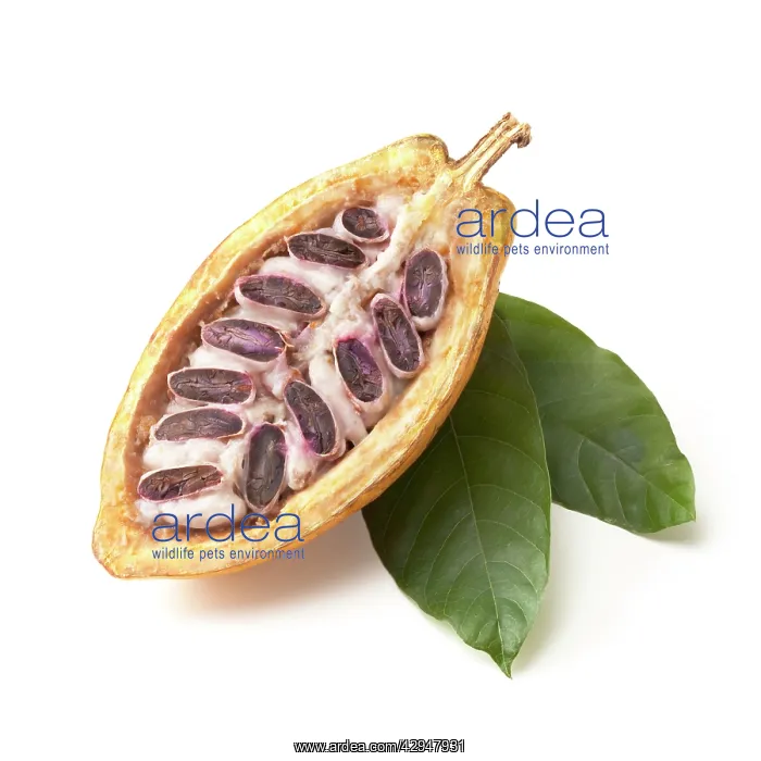 : Cocoabean, Theobroma cacao : Cocoabean, Theobroma cacao
