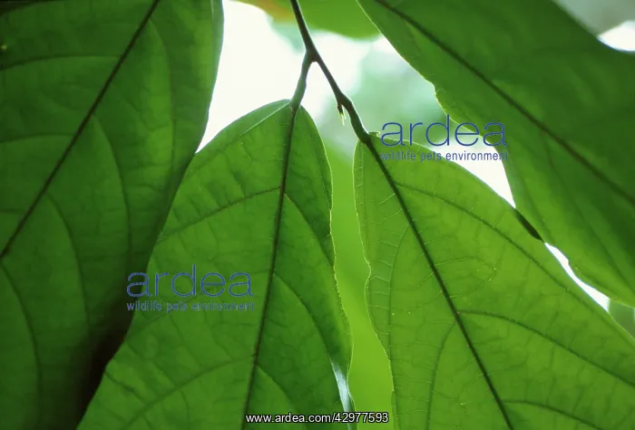 : Cocoabean, Theobroma cacao : Cocoabean, Theobroma cacao