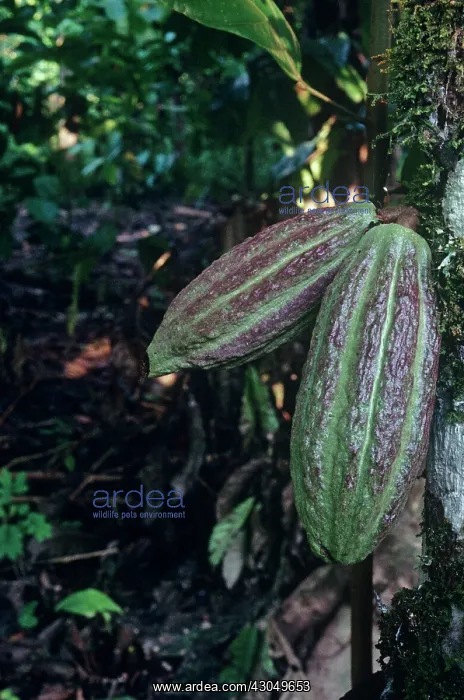 : Cocoabean, Theobroma cacao : Cocoabean, Theobroma cacao