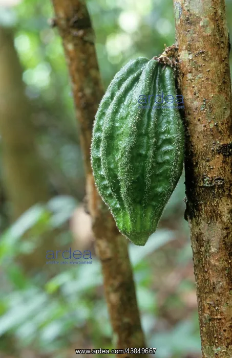 : Cocoabean, Theobroma cacao : Cocoabean, Theobroma cacao