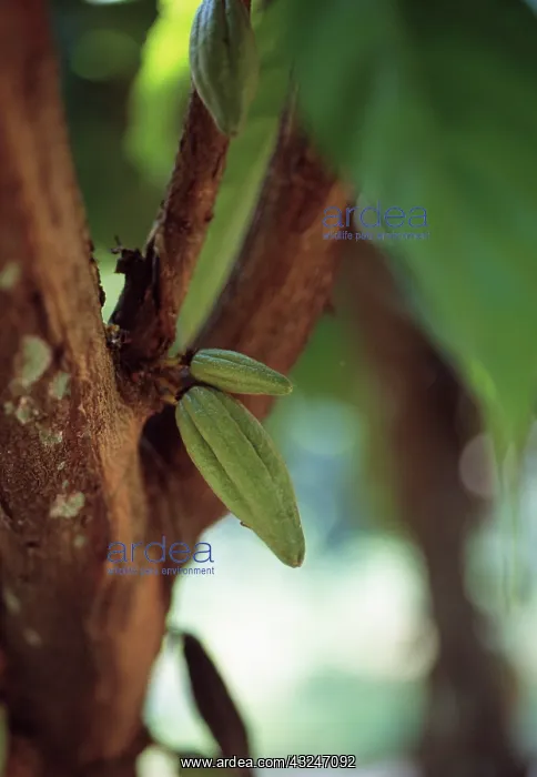 : Cocoabean, Theobroma cacao : Cocoabean, Theobroma cacao
