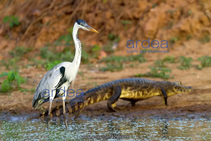 : Cocoi Heron : Cocoi Heron