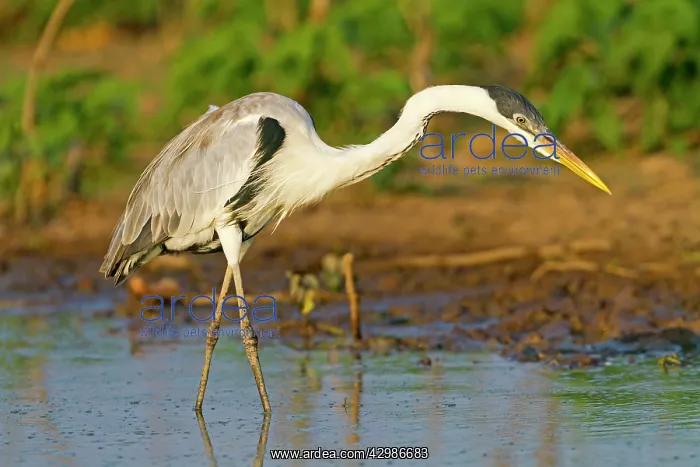 : Cocoi Heron : Cocoi Heron