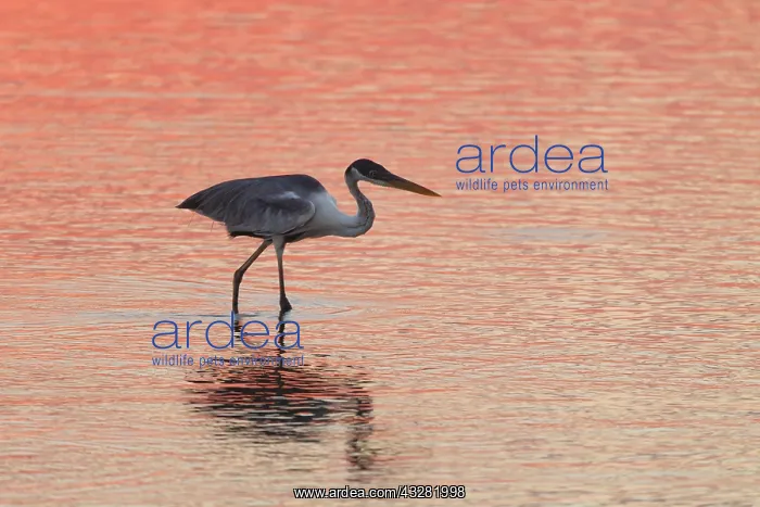 : Cocoi Heron (Ardea cocoi), hunting in water at sunset : Cocoi Heron (Ardea cocoi), hunting in water at sunset
