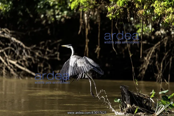  : Cocoi Heron in flight