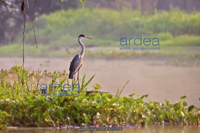 : Cocoi Heron Pantanal area Mato Grosso Brazil South America : Cocoi Heron Pantanal area Mato Grosso Brazil South America