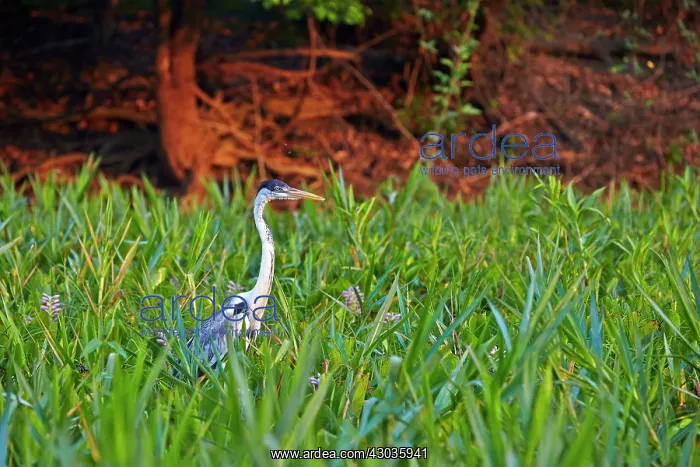 : Cocoi Heron Pantanal area Mato Grosso Brazil South America : Cocoi Heron Pantanal area Mato Grosso Brazil South America