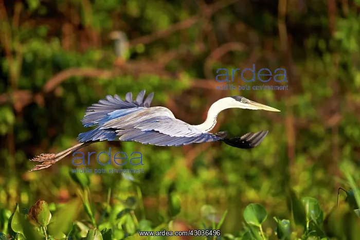 : Cocoi Heron Pantanal area Mato Grosso Brazil South America : Cocoi Heron Pantanal area Mato Grosso Brazil South America