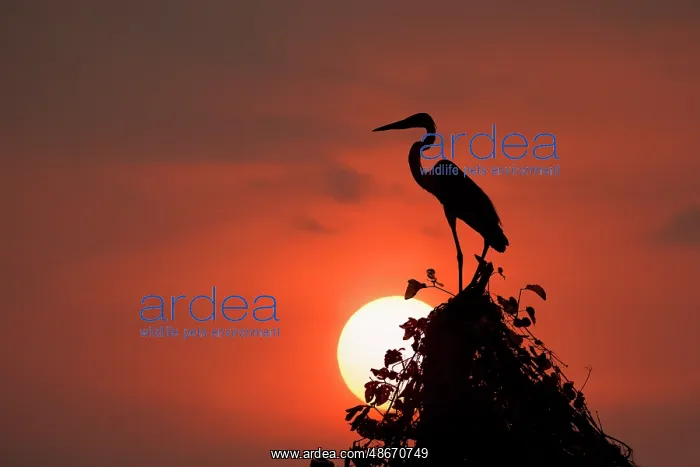 : Cocoi heron, silhouetted at sunset, Mato Grosso, Pantanal : Cocoi heron, silhouetted at sunset, Mato Grosso, Pantanal