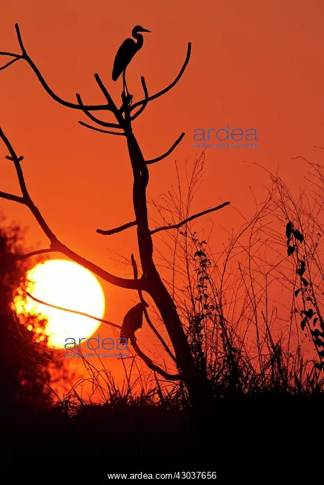 : Cocoi Heron in the sunset Pantanal area Mato Grosso : Cocoi Heron in the sunset Pantanal area Mato Grosso