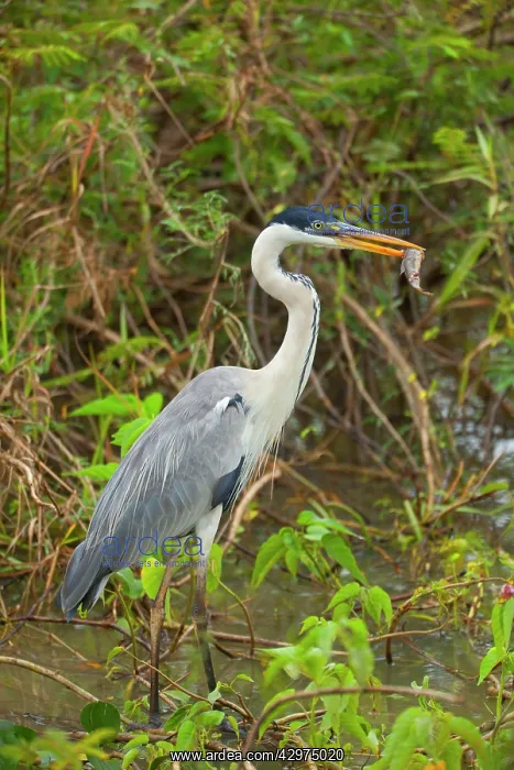 : Cocoi Heron / White-necked Heron - adult stalks : Cocoi Heron / White-necked Heron - adult stalks
