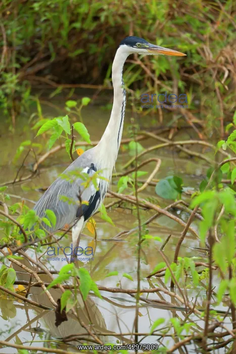 : Cocoi Heron / White-necked Heron - adult waits : Cocoi Heron / White-necked Heron - adult waits