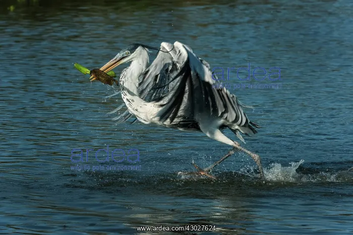 : Cocoi Heron / White-Necked Heron, flying, catching : Cocoi Heron / White-Necked Heron, flying, catching