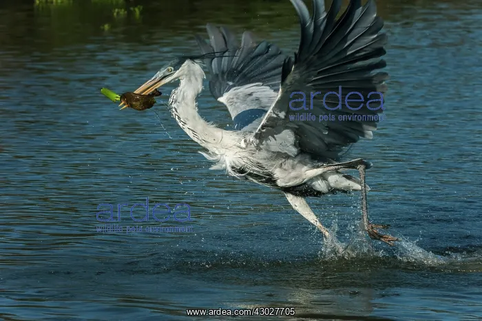 : Cocoi Heron / White-Necked Heron, flying, catching : Cocoi Heron / White-Necked Heron, flying, catching