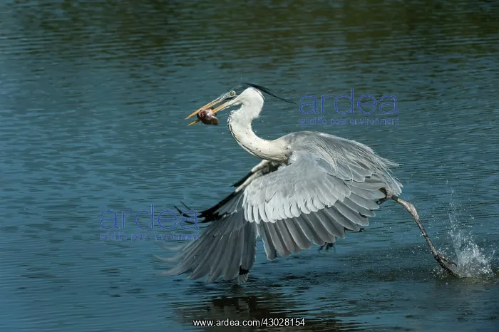 : Cocoi Heron / White-Necked Heron, flying, catching : Cocoi Heron / White-Necked Heron, flying, catching