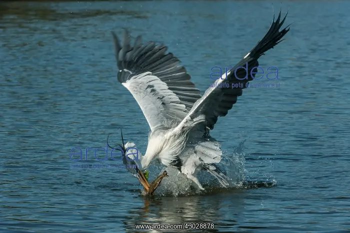 : Cocoi Heron / White-Necked Heron, flying, catching : Cocoi Heron / White-Necked Heron, flying, catching