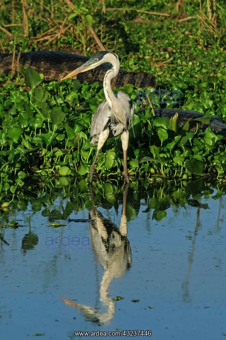  : Cocoi Heron  /  White-Necked Heron, with Yacare Caiman