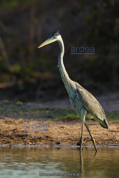 : Cocoi or White-necked Heron : Cocoi or White-necked Heron