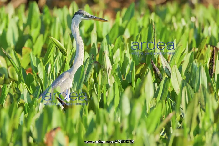 : Cocoi or White-necked Heron : Cocoi or White-necked Heron