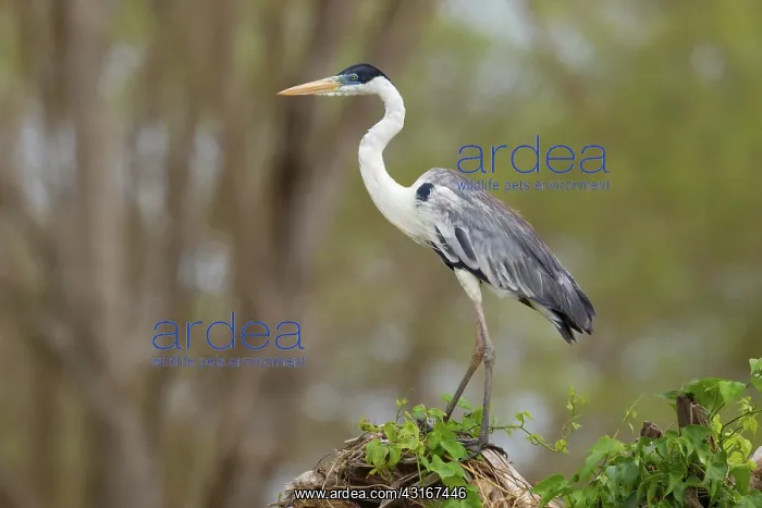 : Cocoi or White-necked Heron : Cocoi or White-necked Heron