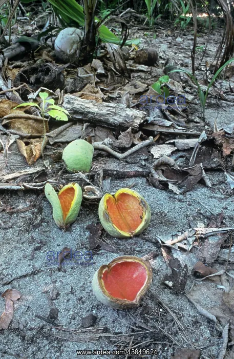 : Coconut, Cocos nucifera : Coconut, Cocos nucifera