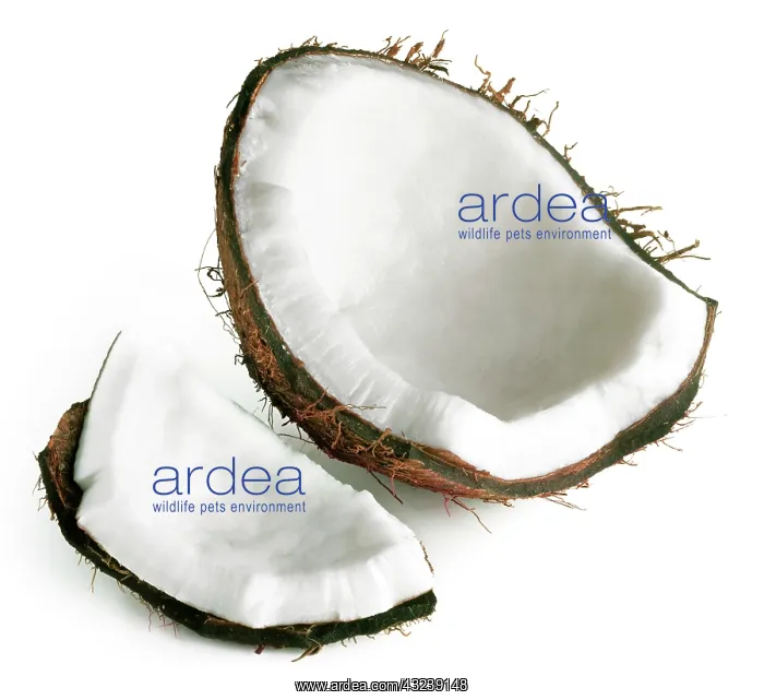 : Coconut, Cocos nucifera : Coconut, Cocos nucifera