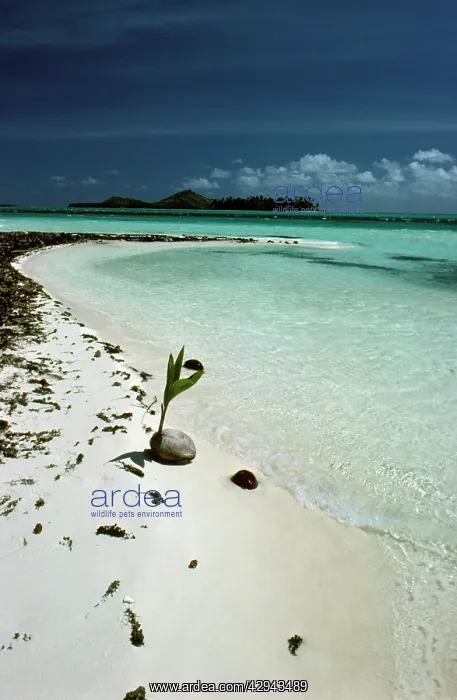 : Coconut on beach (Cocos nucifera). Bora Bora : Coconut on beach (Cocos nucifera). Bora Bora