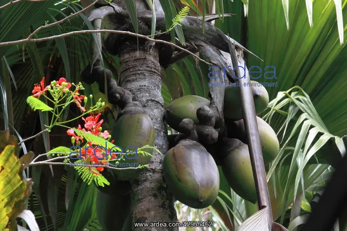 : Coconut - Coco de Mer : Coconut - Coco de Mer