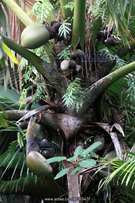 : Coconut - Coco de Mer : Coconut - Coco de Mer