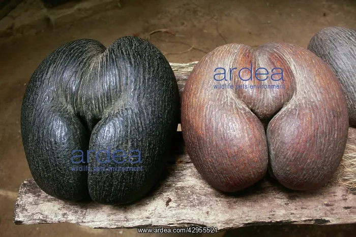: Coconut - Coco de Mer : Coconut - Coco de Mer