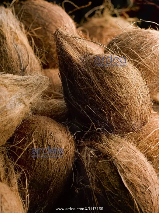 : Coconut, Cocos nucifera, Several whole coconuts : Coconut, Cocos nucifera, Several whole coconuts