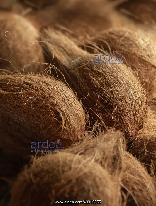 : Coconut, Cocos nucifera, Several whole coconuts : Coconut, Cocos nucifera, Several whole coconuts
