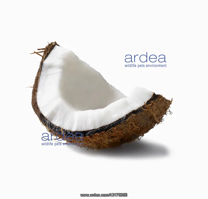 : Coconut, Cocos nucifera, segment with shell with shadow agai : Coconut, Cocos nucifera, segment with shell with shadow agai
