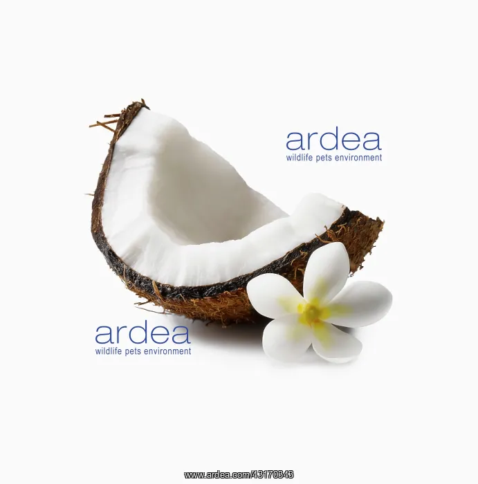 : Coconut, Cocos nucifera, segment with shell, and a Tahitian : Coconut, Cocos nucifera, segment with shell, and a Tahitian