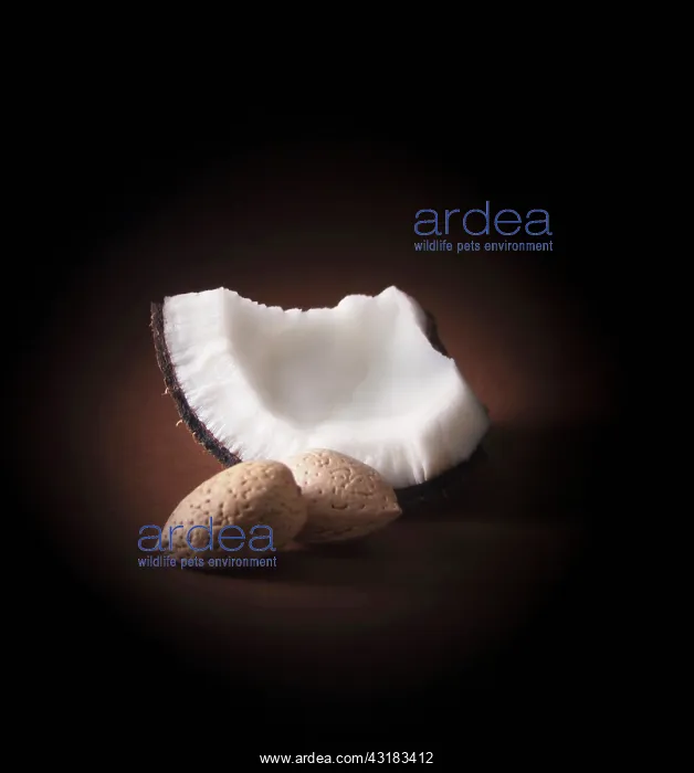 : Coconut, Cocos nucifera, Front view of a piece of : Coconut, Cocos nucifera, Front view of a piece of
