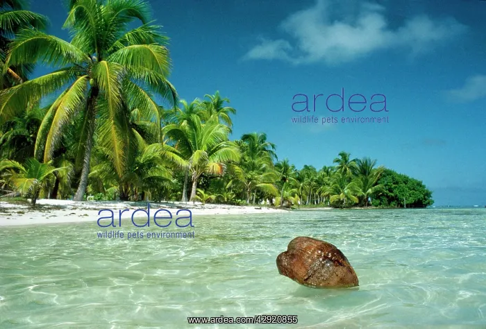 : Coconut - floating ashore on to tropical island : Coconut - floating ashore on to tropical island