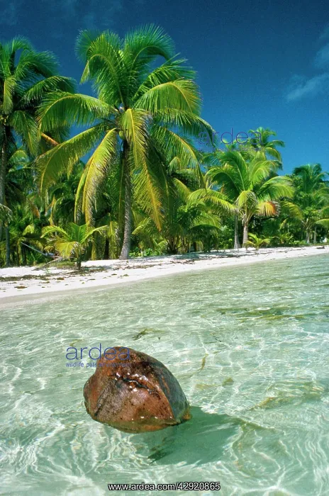  : Coconut - floating ashore on to tropical island