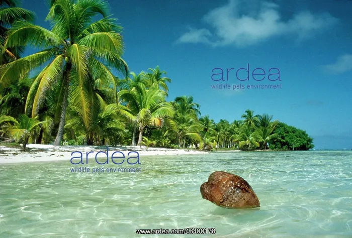 : Coconut - floating ashore on to tropical island : Coconut - floating ashore on to tropical island