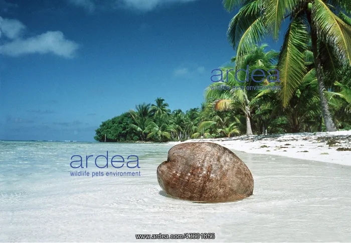 : COCONUT - floats ashore on beach : COCONUT - floats ashore on beach