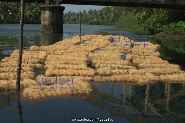 : Coconut husk fibre - These bales of fibre are soaking : Coconut husk fibre - These bales of fibre are soaking