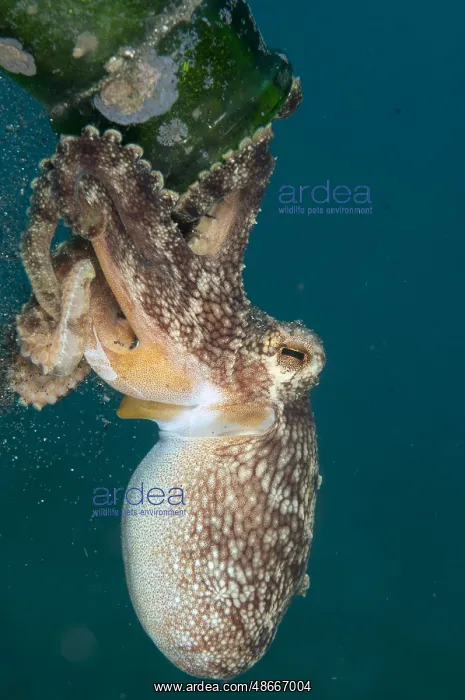 : Coconut octopus (Amphioctopus marginatus) (Octopus : Coconut octopus (Amphioctopus marginatus) (Octopus