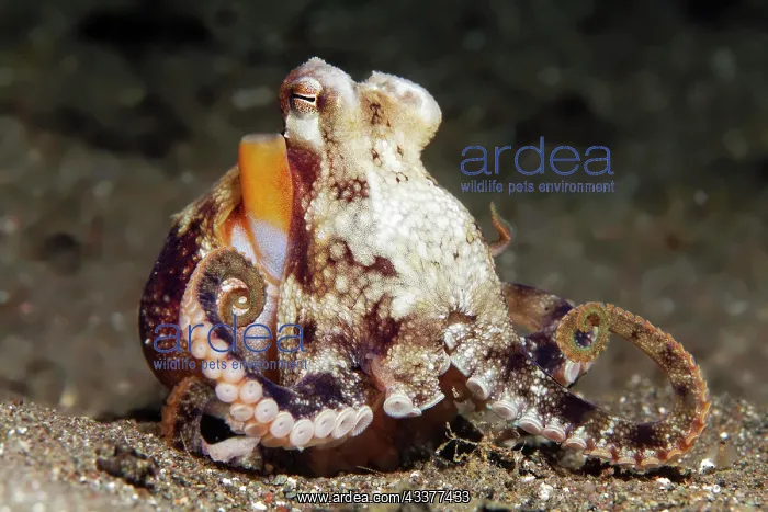 : Coconut octopus (Amphioctopus marginatus), sandy : Coconut octopus (Amphioctopus marginatus), sandy